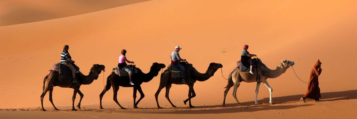 maroc-chameau